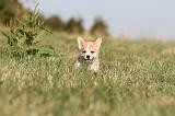 CORGI PEMBROKE 115